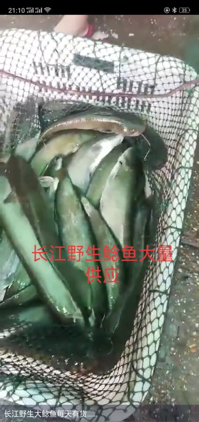 长江野生鲶鱼
