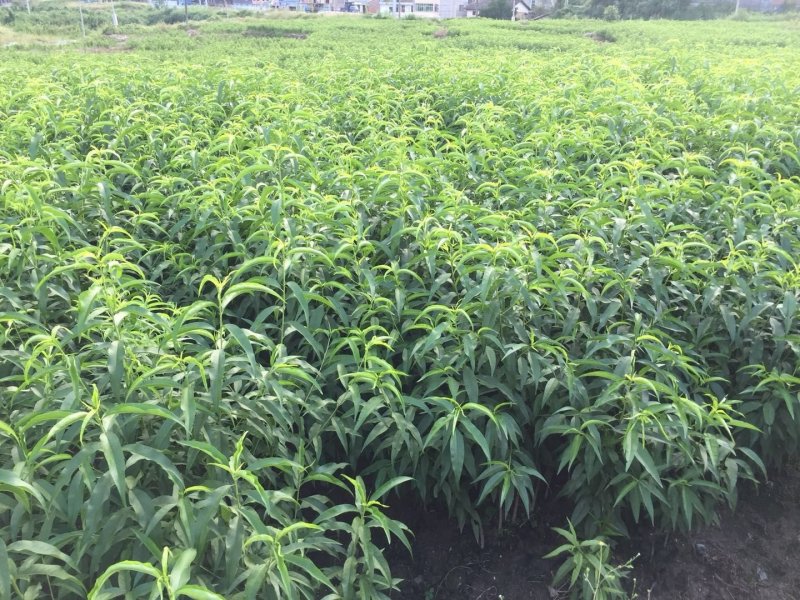 炎陵黄桃2年苗黄桃苗早中晚熟分枝多隔年可挂果