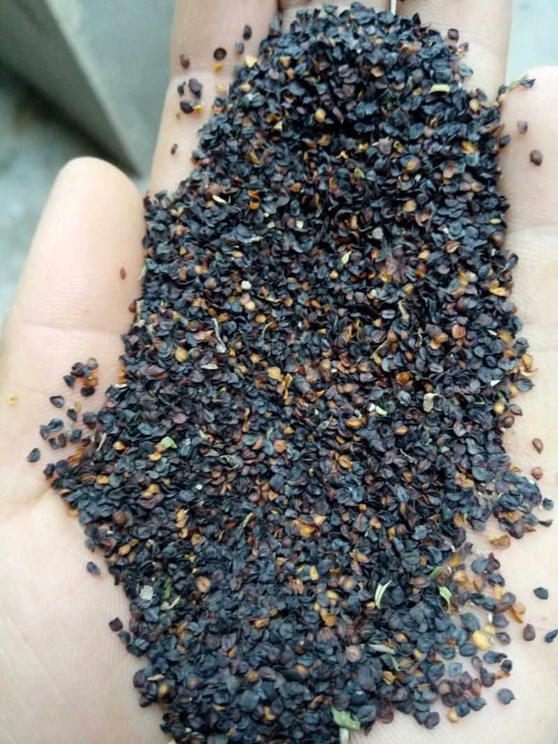 新产瞿麦种子药材种子可庭院绿化可在线交易