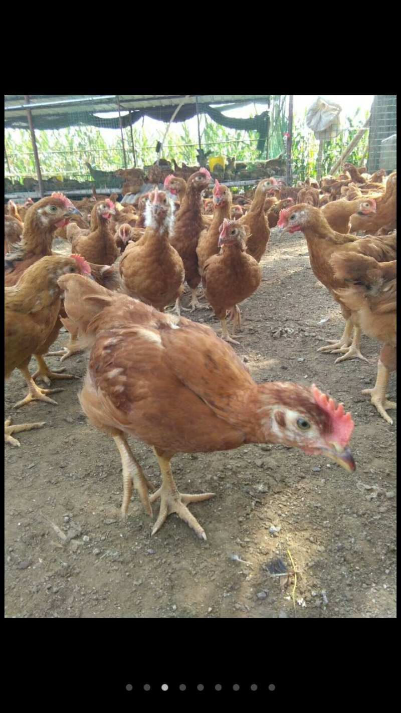 迪卡四系鸡苗/迪卡四系公鸡苗