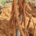 80亩7年种植牛大力开挖天天开挖需要的请