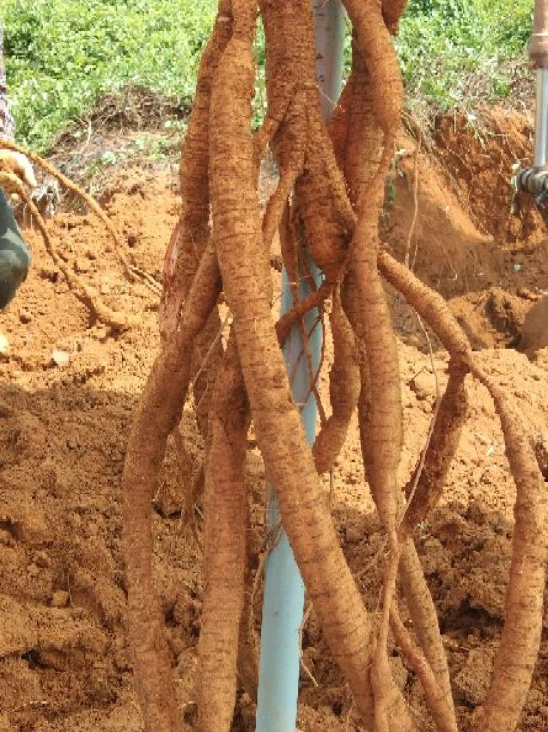 80亩7年种植牛大力开挖天天开挖需要的请