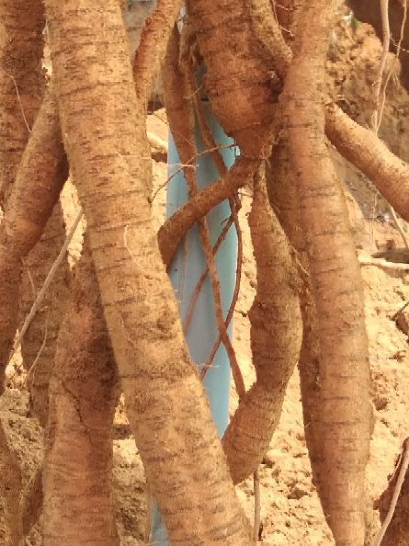 80亩7年种植牛大力开挖天天开挖需要的请