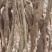 80亩7年种植牛大力开挖天天开挖需要的请