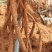 80亩7年种植牛大力开挖天天开挖需要的请