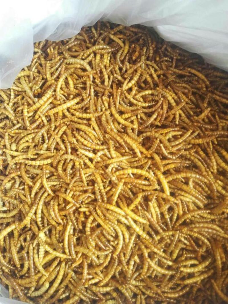 黄粉虫