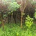 红叶李