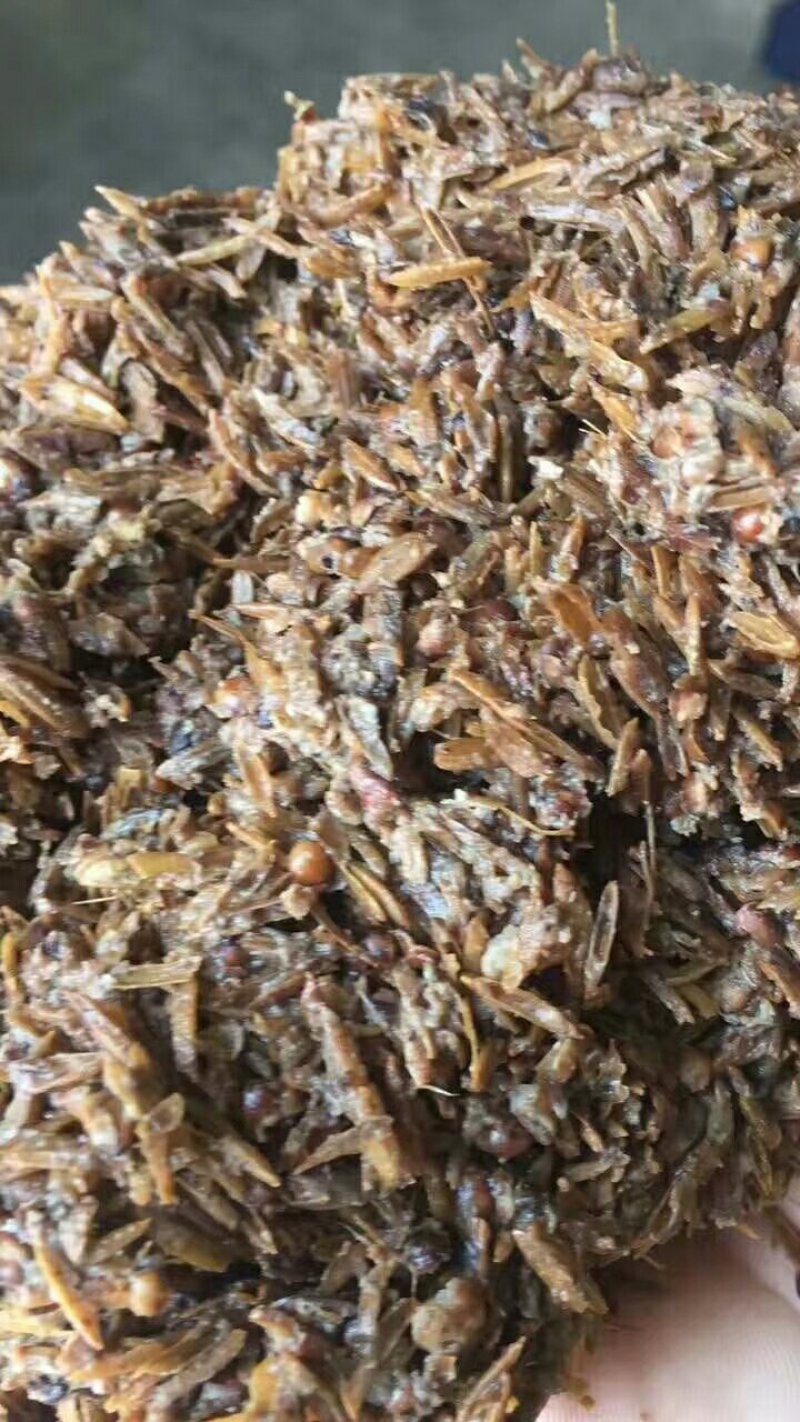 大量出售优质鲜酒糟，干酒糟，