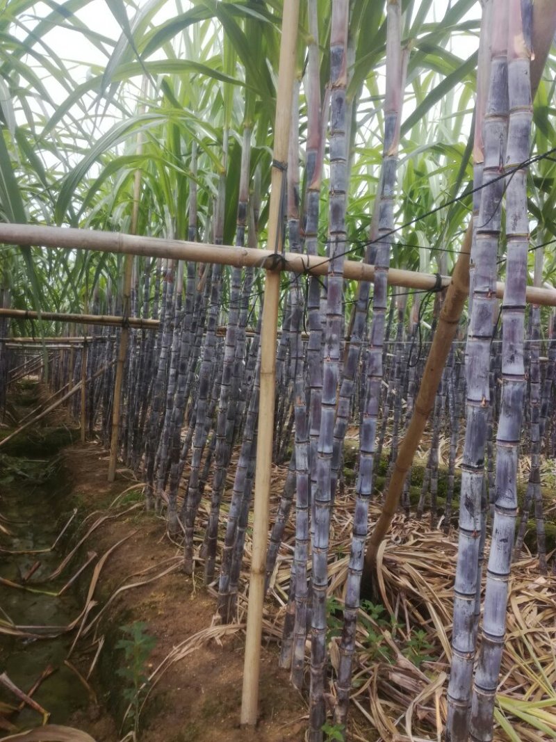 黑皮甘庶大量订购