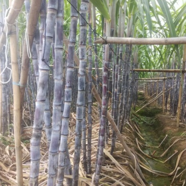 黑皮甘庶大量订购