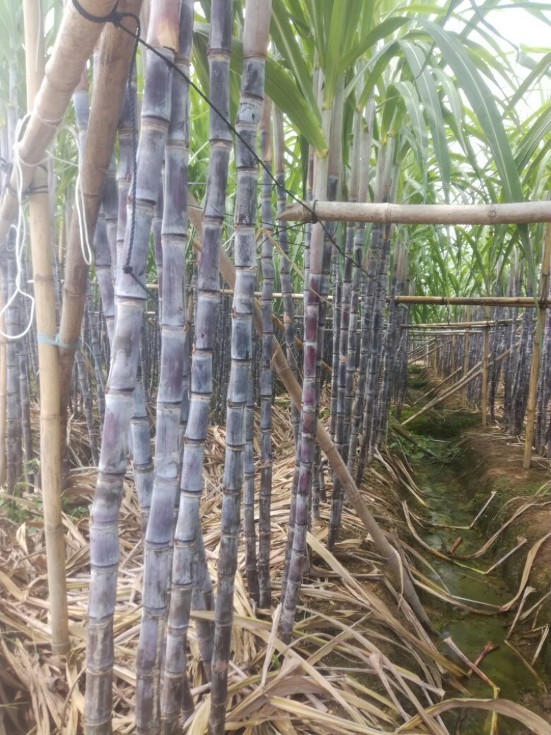 黑皮甘庶大量订购