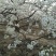 红香酥梨树，5-8公分.树高2-3米，3000棵.5年生