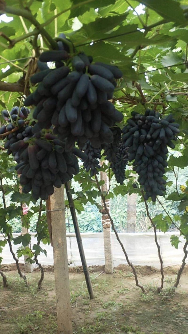 甜蜜蓝宝石阳光玫瑰中国红玫瑰葡萄苗种植基地