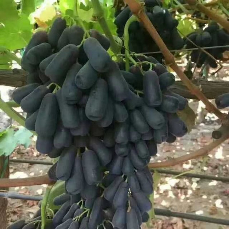 甜蜜蓝宝石阳光玫瑰中国红玫瑰葡萄苗种植基地