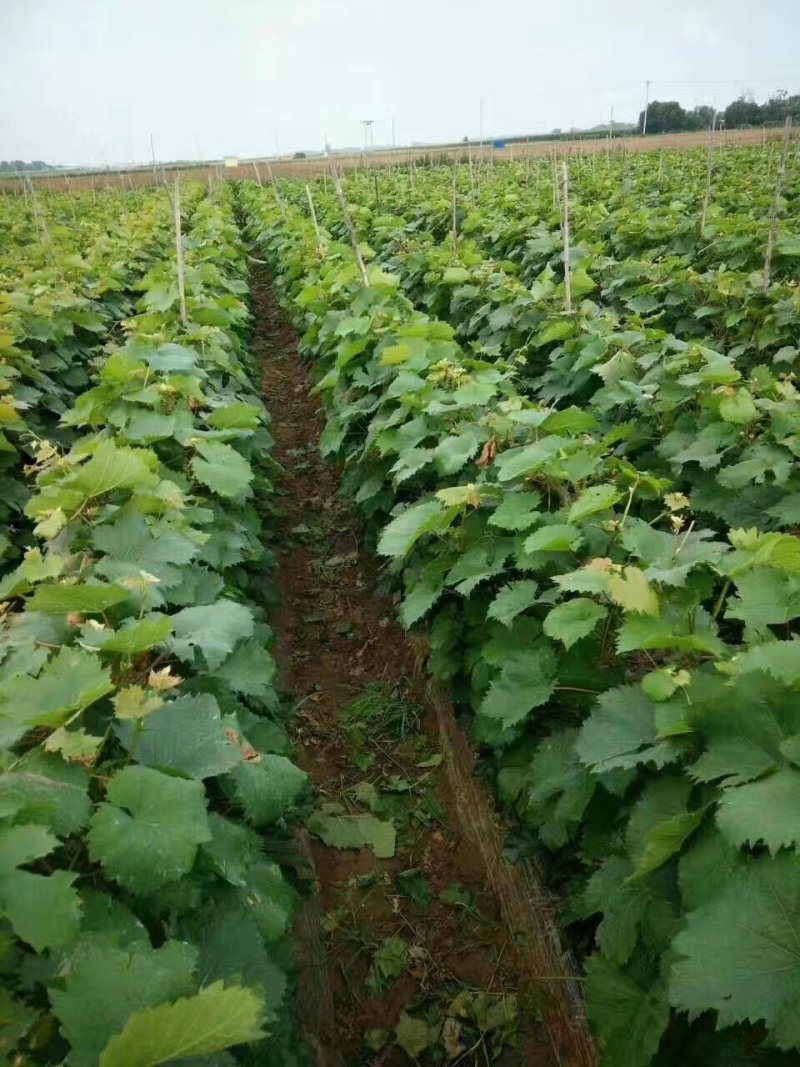 甜蜜蓝宝石阳光玫瑰中国红玫瑰葡萄苗种植基地