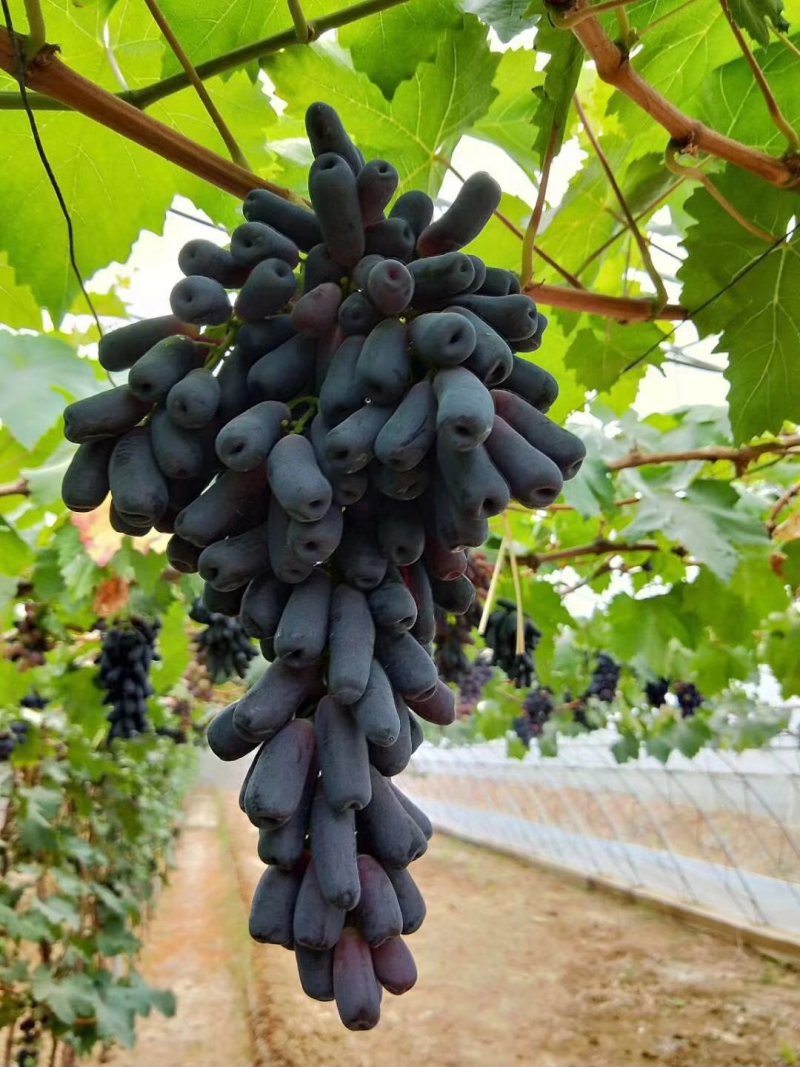 甜蜜蓝宝石阳光玫瑰中国红玫瑰葡萄苗种植基地