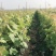 甜蜜蓝宝石阳光玫瑰中国红玫瑰葡萄苗种植基地