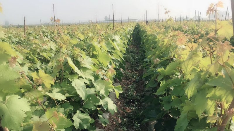 甜蜜蓝宝石阳光玫瑰中国红玫瑰葡萄苗种植基地