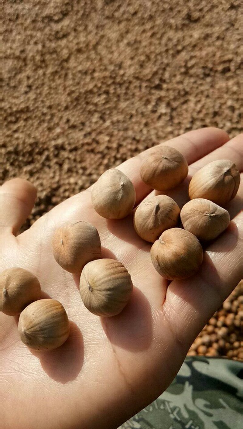 【精品】5斤包邮，纯开原野生包山榛子，皮薄仁满，一拍就开