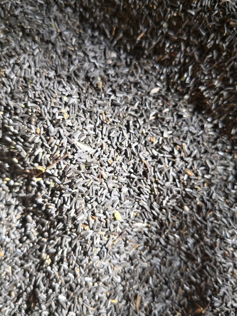 黑心菊种子