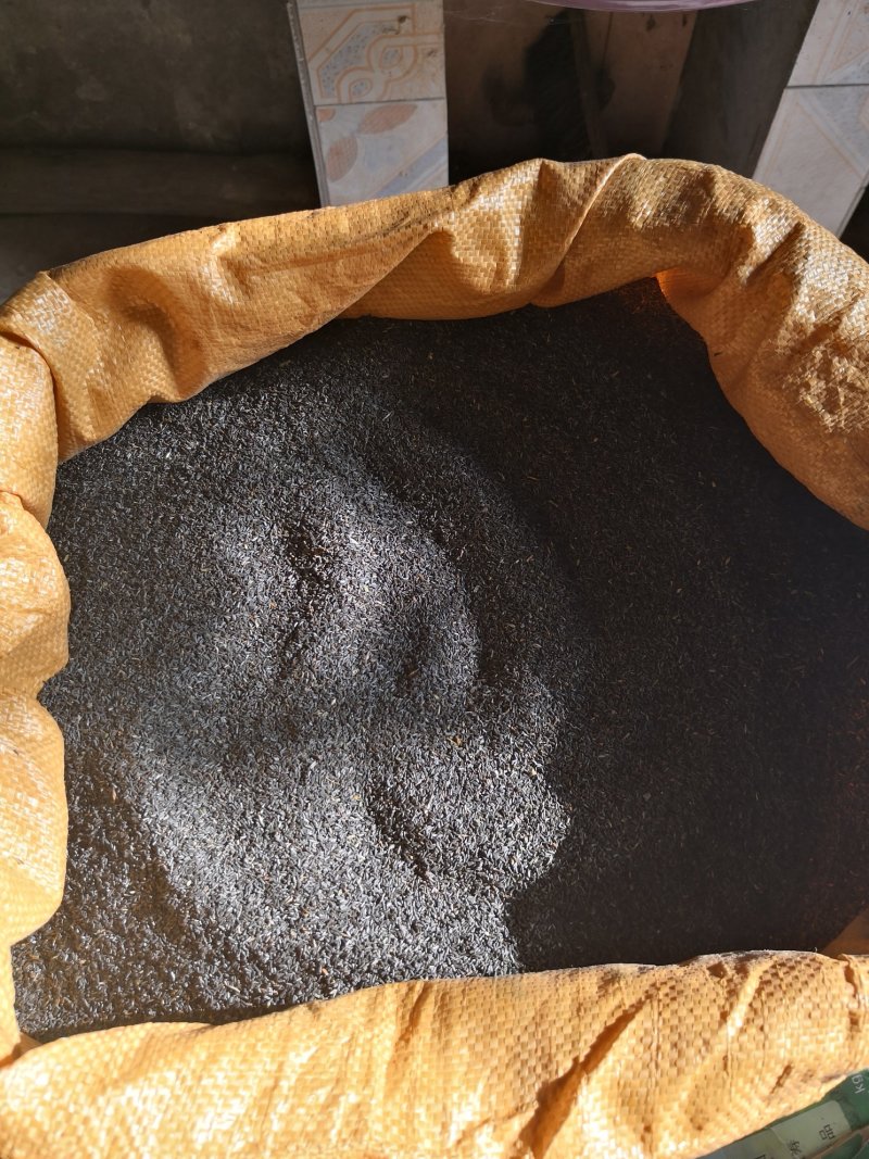 黑心菊种子