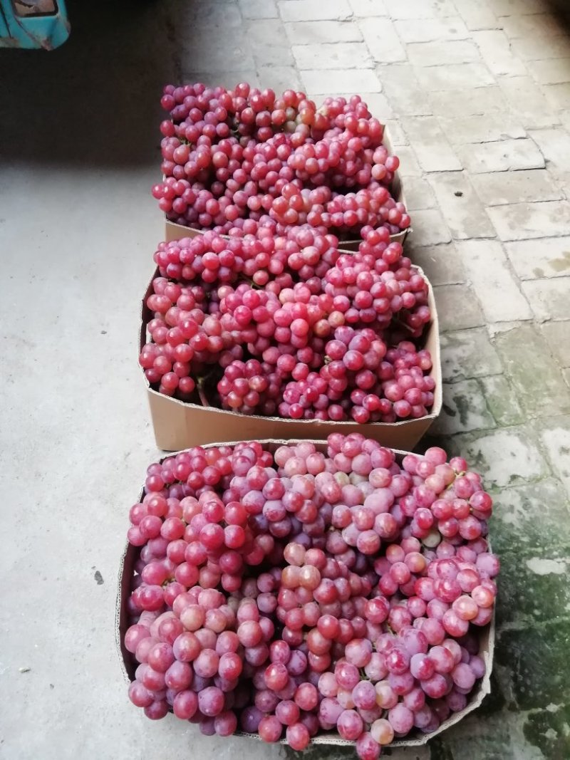 陕西优质红提葡萄批发，大荔县防雨棚红提葡萄产地价格