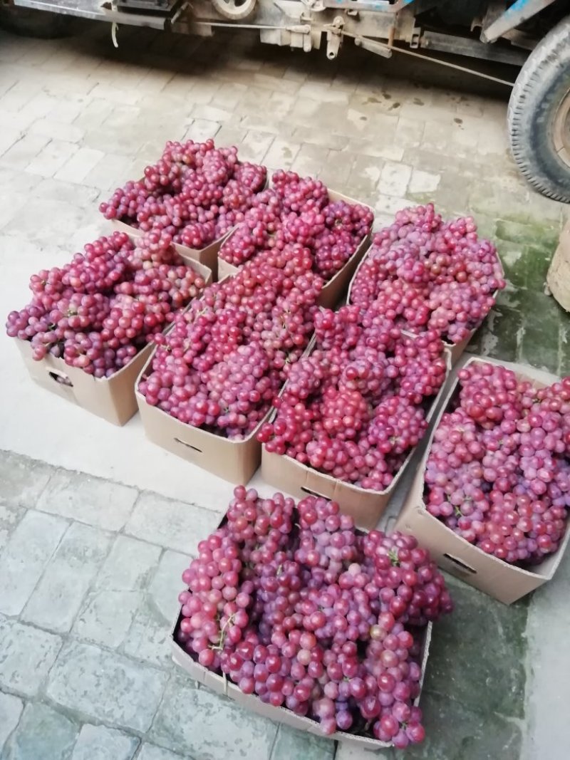 陕西优质红提葡萄批发，大荔县防雨棚红提葡萄产地价格