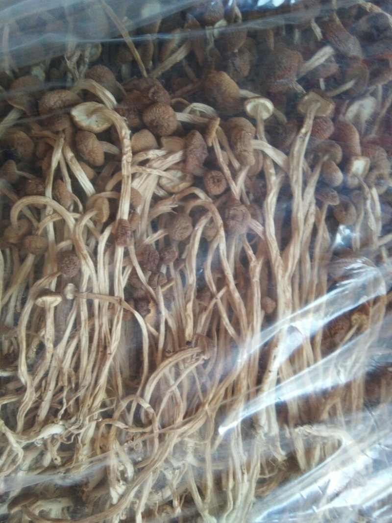 广昌茶树菇3号5号不开伞柄细嫩香非福建茶树菇开伞菇