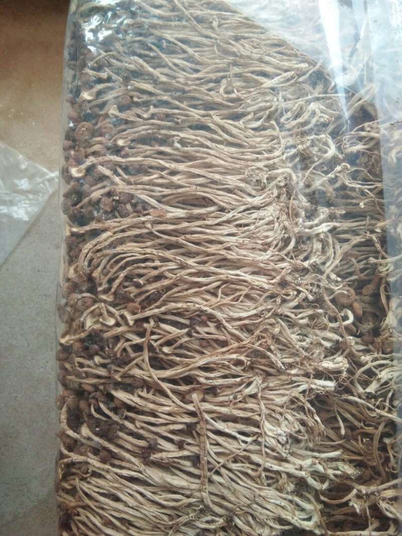 广昌茶树菇3号5号不开伞柄细嫩香非福建茶树菇开伞菇