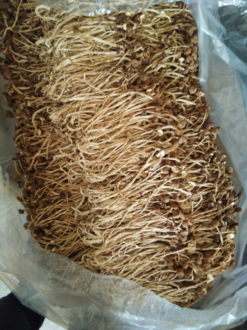 广昌茶树菇3号5号不开伞柄细嫩香非福建茶树菇开伞菇
