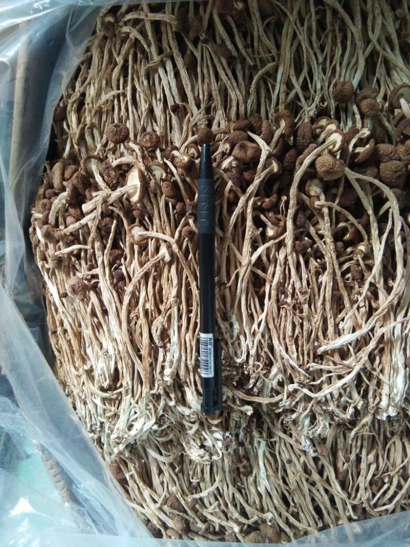 广昌茶树菇3号5号不开伞柄细嫩香非福建茶树菇开伞菇
