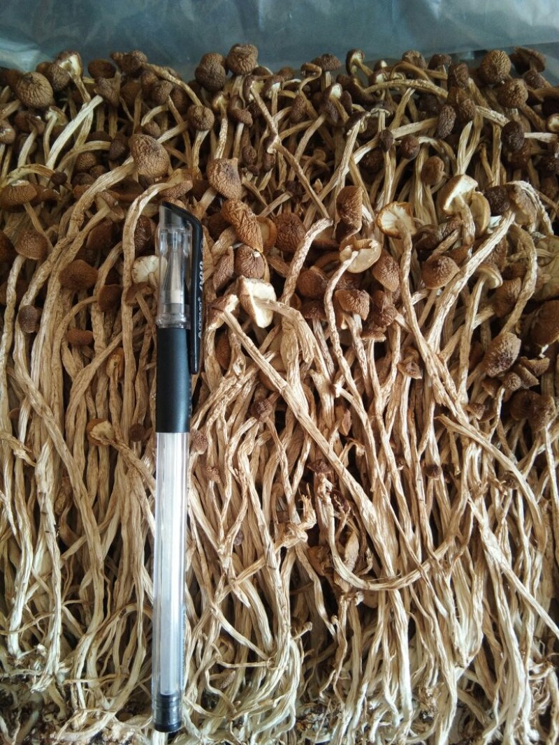 广昌茶树菇3号5号不开伞柄细嫩香非福建茶树菇开伞菇