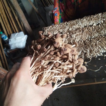 江西特产农家干茶树菇不开伞2020新货茶薪菇干货包邮