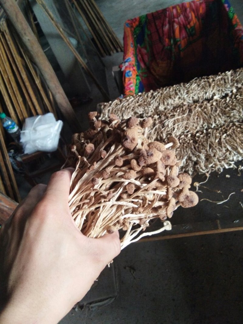 江西特产农家干茶树菇不开伞2020新货茶薪菇干货包邮