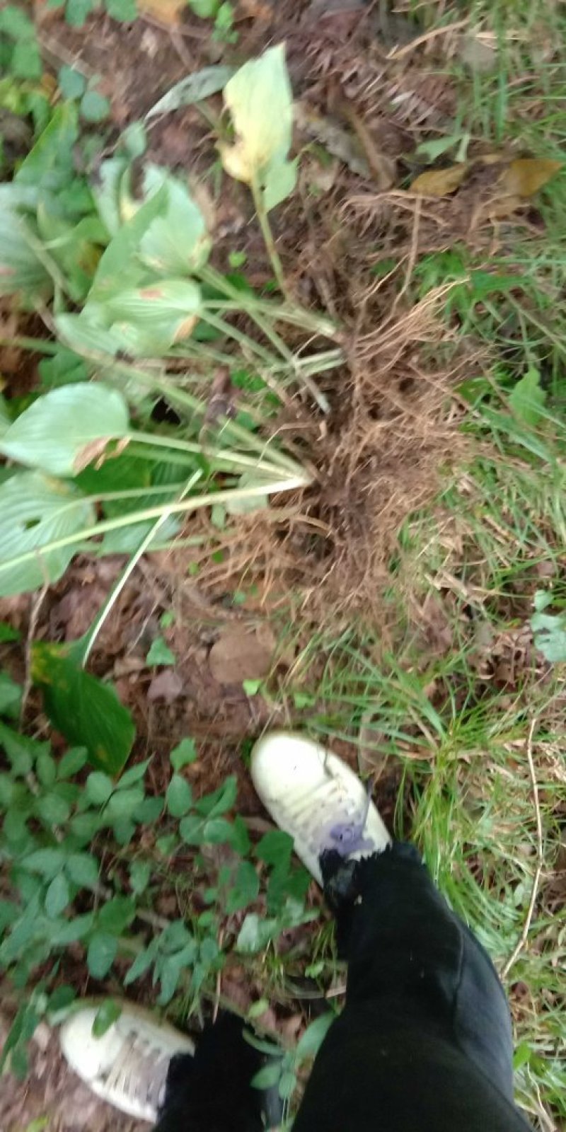 紫玉簪花苗紫玉簪花苗阳台庭院盆栽观赏花卉多年生易栽培园林