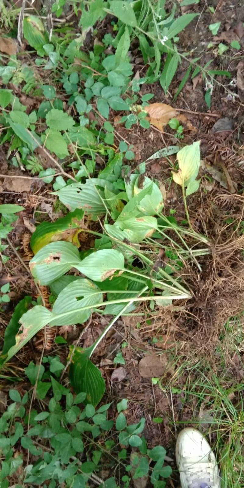 紫玉簪花苗紫玉簪花苗阳台庭院盆栽观赏花卉多年生易栽培园林