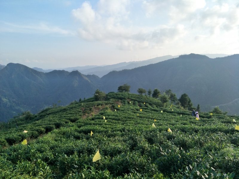 绿茶，都匀毛尖绿茶100克铁盒装，一级