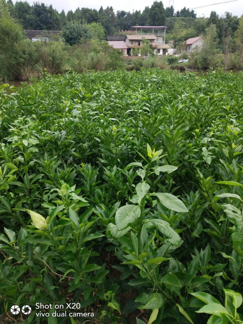 香橙砧沃柑苗技术支持