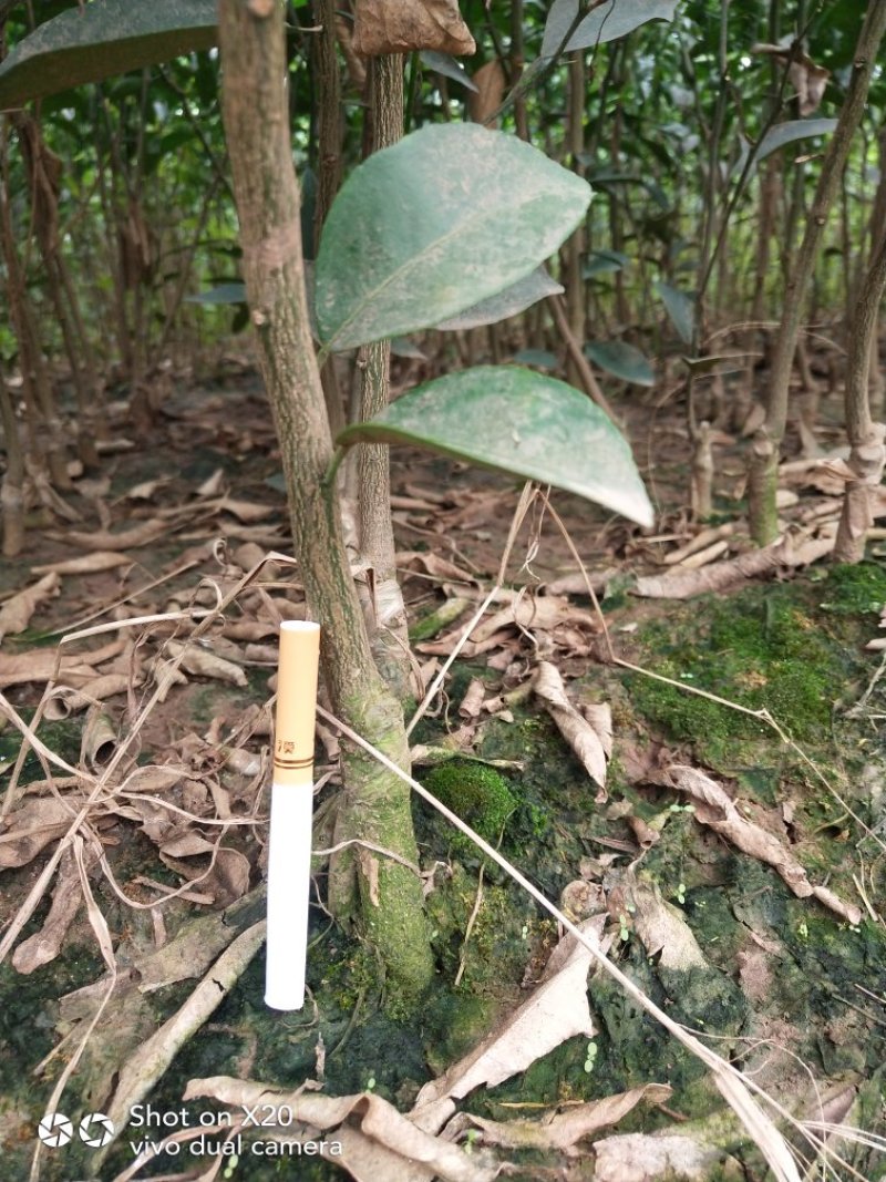 香橙砧沃柑苗技术支持