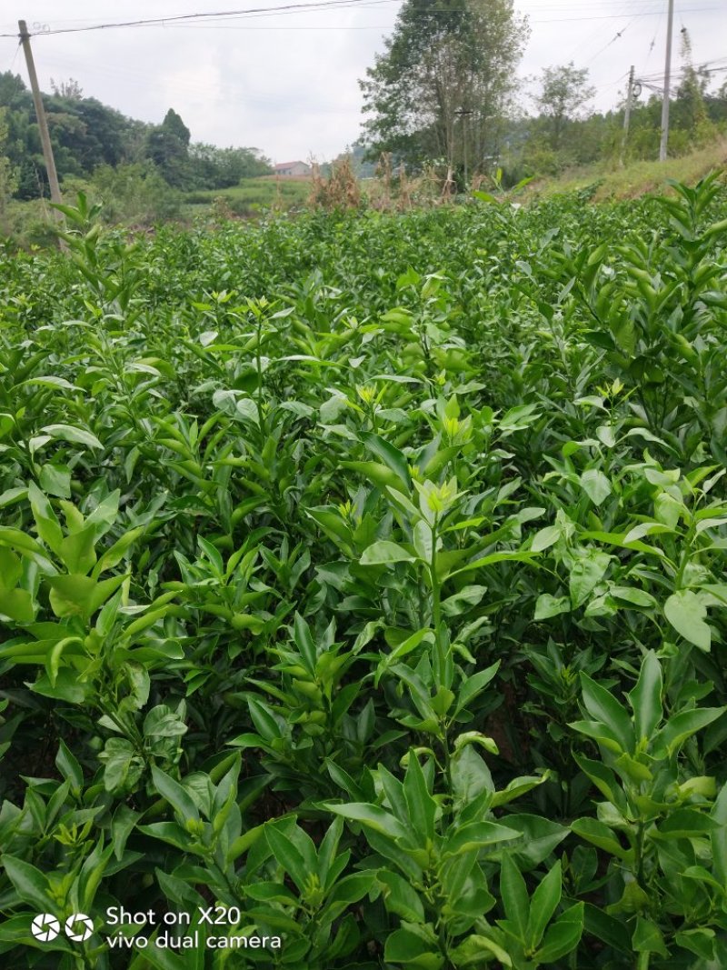 香橙砧沃柑苗技术支持