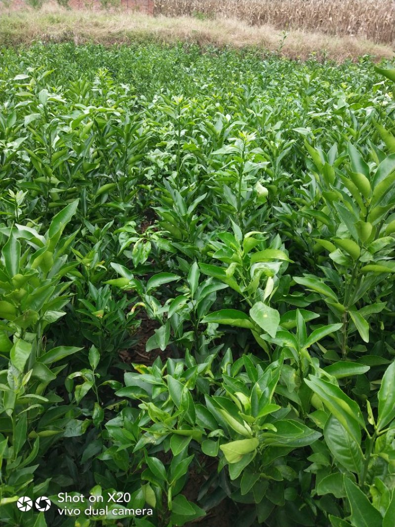 香橙砧沃柑苗技术支持