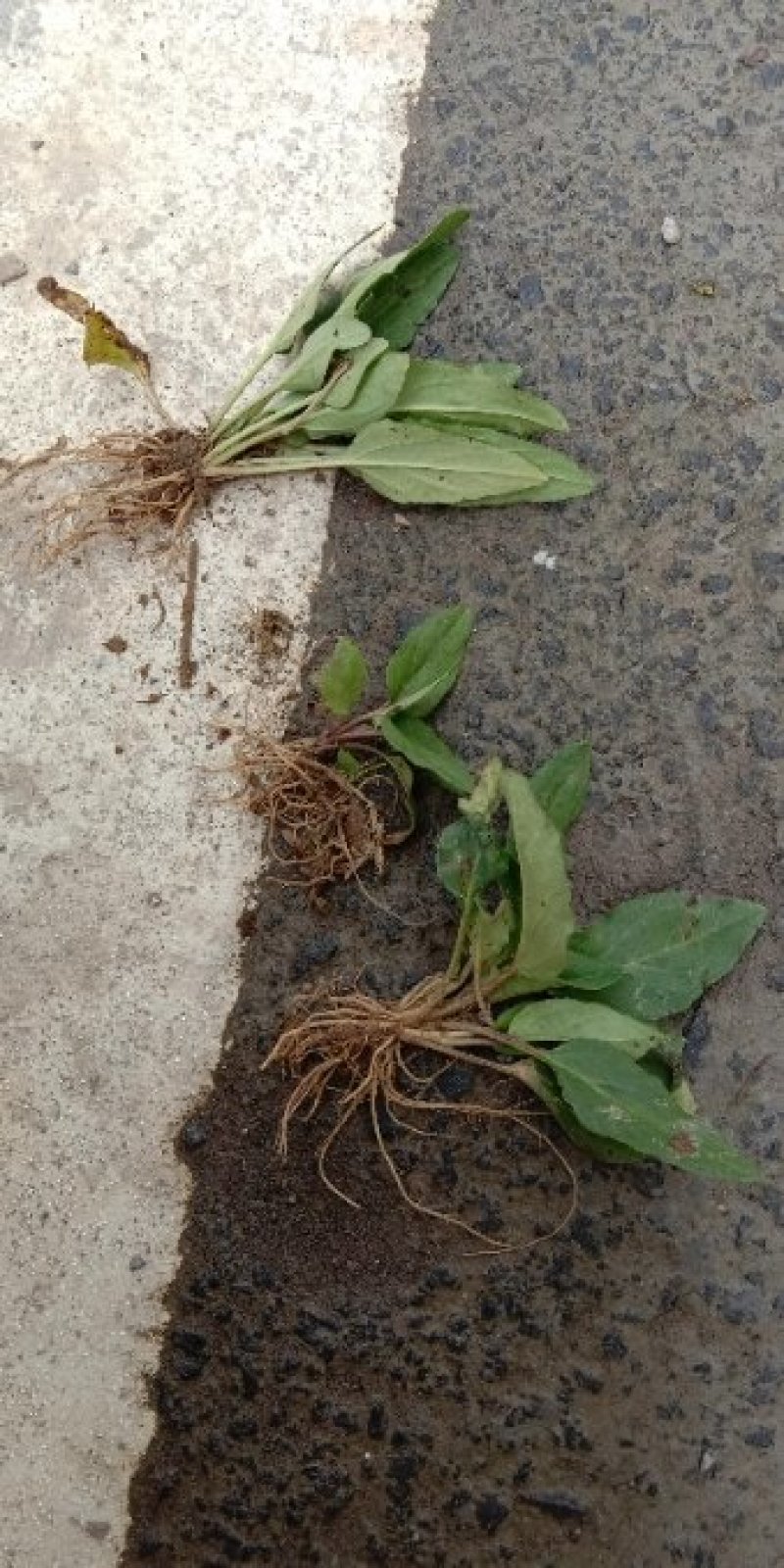 夏枯草种苗野生麦穗夏枯草新鲜苗现挖阳台室内种植庭院地栽多