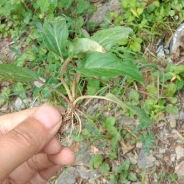 夏枯草种苗野生麦穗夏枯草新鲜苗现挖阳台室内种植庭院地栽多