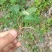 夏枯草种苗野生麦穗夏枯草新鲜苗现挖阳台室内种植庭院地栽多