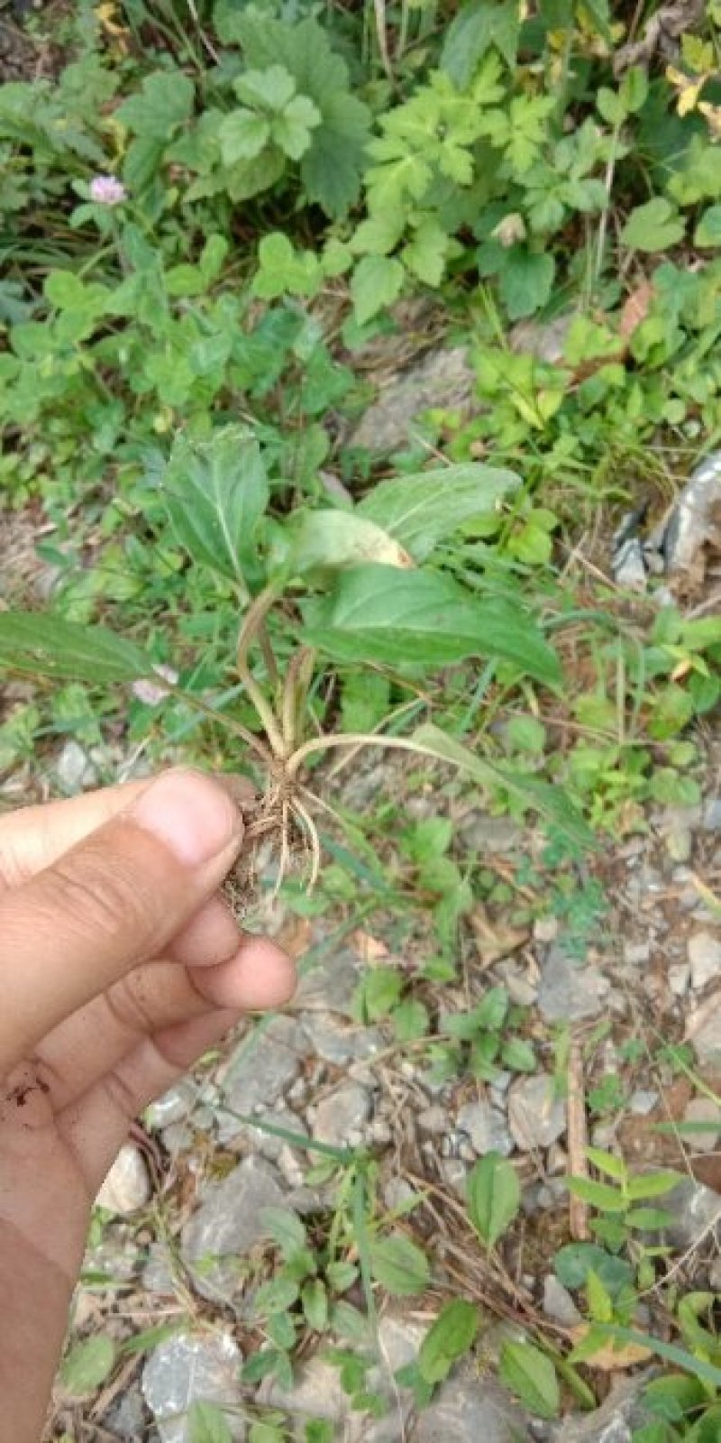 夏枯草种苗野生麦穗夏枯草新鲜苗现挖阳台室内种植庭院地栽多
