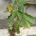 夏枯草种苗野生麦穗夏枯草新鲜苗现挖阳台室内种植庭院地栽多