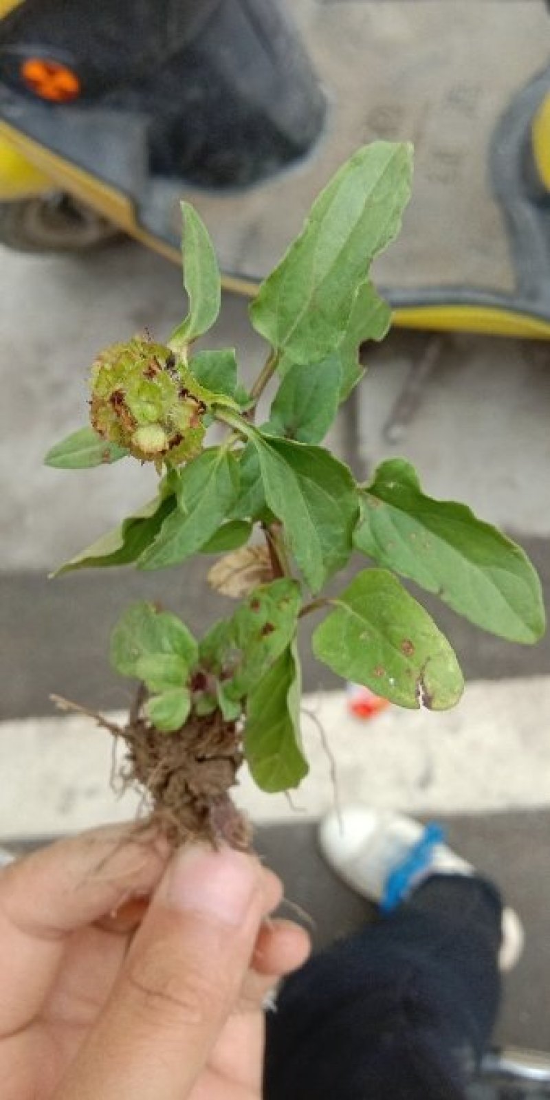 夏枯草种苗野生麦穗夏枯草新鲜苗现挖阳台室内种植庭院地栽多
