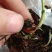 白芨苗种苗中药材白及云南紫花三叉大白芨驯化苗