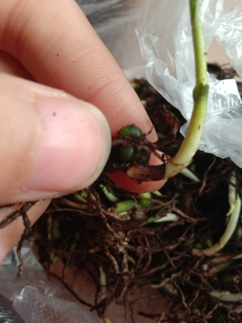 白芨苗种苗中药材白及云南紫花三叉大白芨驯化苗
