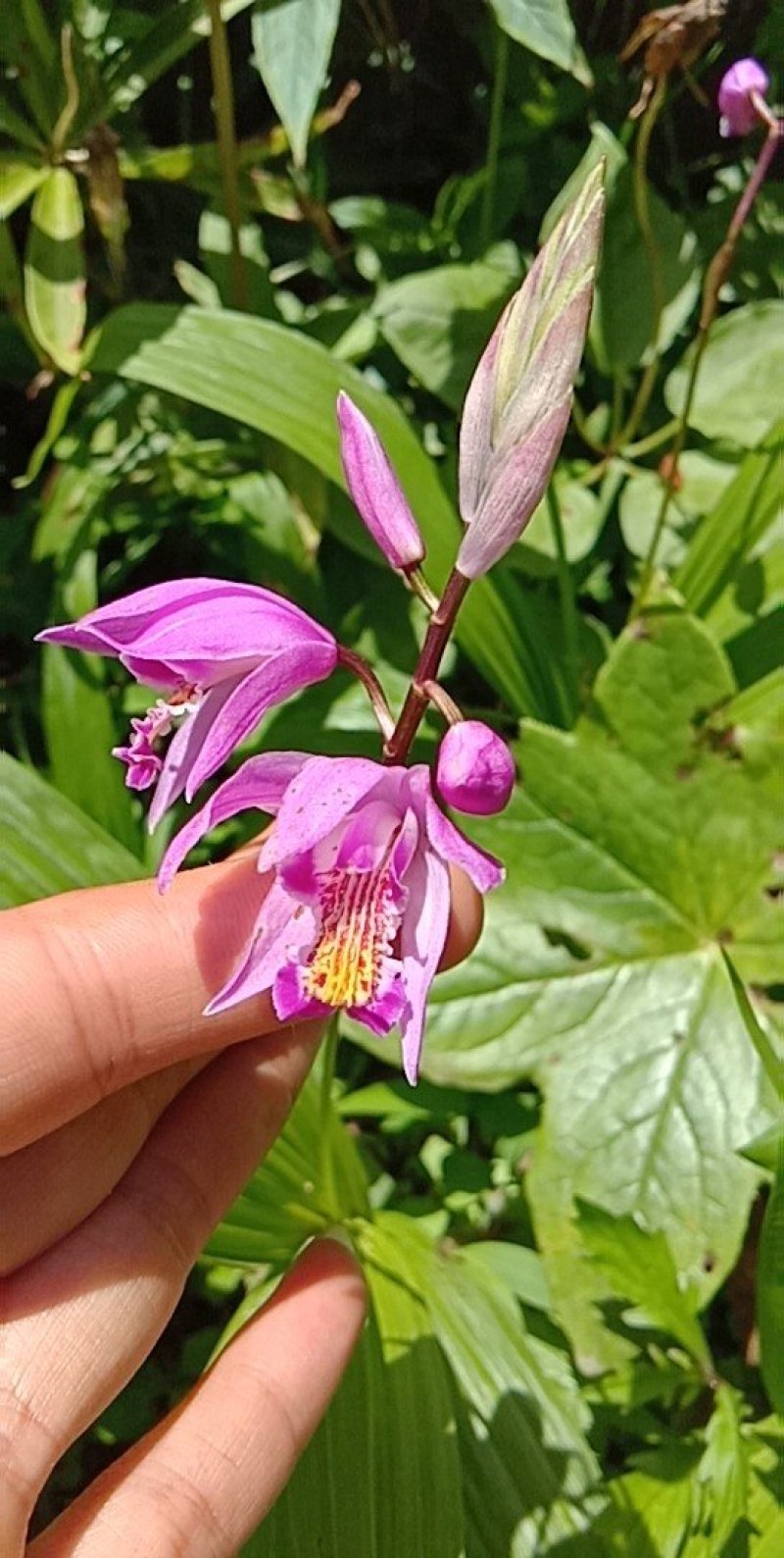 白芨苗种苗中药材白及云南紫花三叉大白芨驯化苗